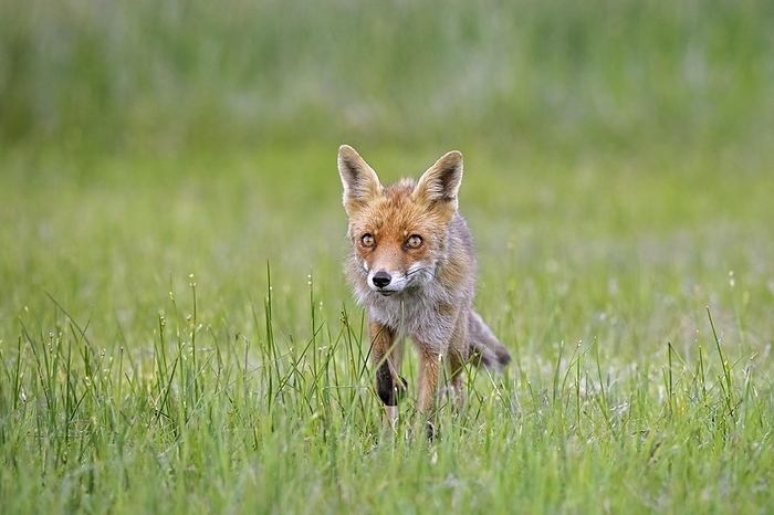 red fox  Vulpes vulpes  Solitary red fox  Vulpes vulpes  hunting, foraging in meadow in summer, by alimdi   Arterra