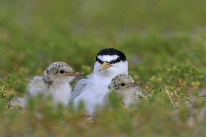 Little tern (Sterna albifrons) (Sternula albifrons) with two chicks on nest in saltmarsh in late spring, summer, by alimdi / Arterra
