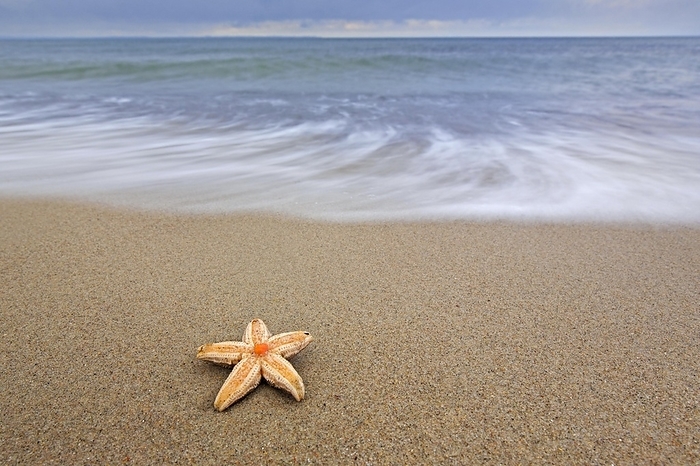 Dead common starfish (Asterias rubens), common sea star, sugar starfish washed ashore upside down on sandy beach along the North Sea coast, by alimdi / Arterra