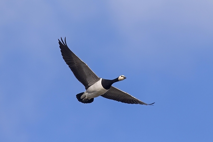 white fronted goose  Anser albifrons  Barnacle goose  Branta leucopsis  in flight against blue sky, by alimdi   Arterra