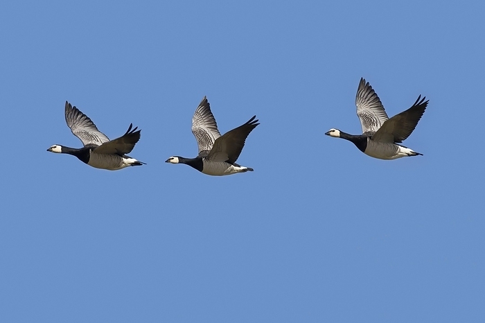 white fronted goose  Anser albifrons  Three migrating barnacle geese  Branta leucopsis  in flight against blue sky, by alimdi   Arterra