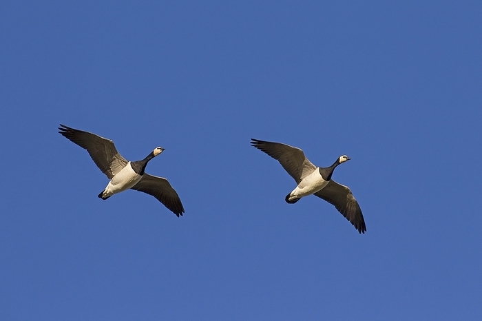 white fronted goose  Anser albifrons  Two migrating barnacle geese  Branta leucopsis  in flight against blue sky, by alimdi   Arterra