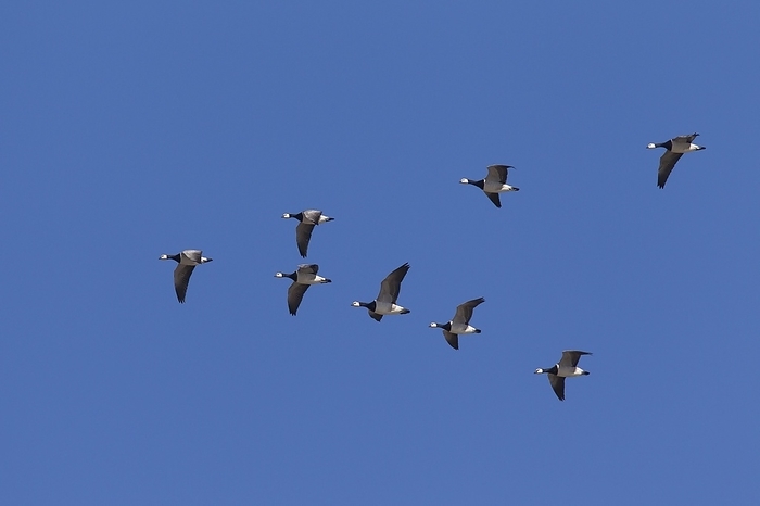 white fronted goose  Anser albifrons  Migrating barnacle goose  Branta leucopsis  flock, barnacle geese flying in V formation against blue sky, by alimdi   Arterra