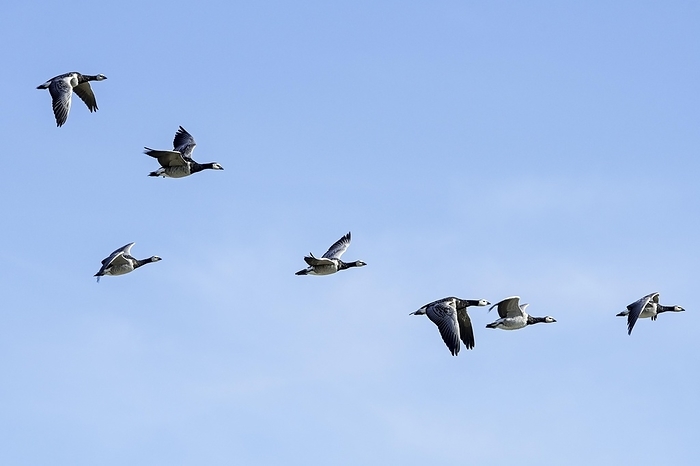 white fronted goose  Anser albifrons  Flock of migrating barnacle geese  Branta leucopsis  flying against blue sky during autumn migration, by alimdi   Arterra