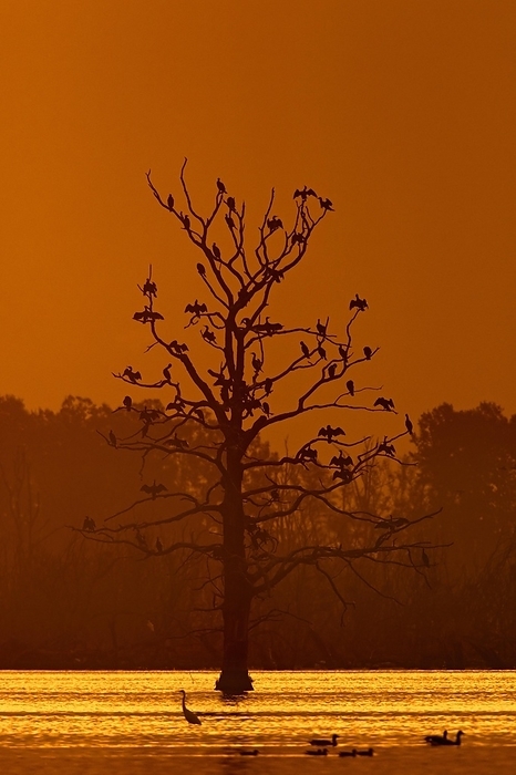 great cormorant  Phalacrocorax carbo  Colony of great cormorants  Phalacrocorax carbo  perched in dead tree in wetland, marshland silhouetted against orange sunset sky in autumn, fall, by alimdi   Arterra