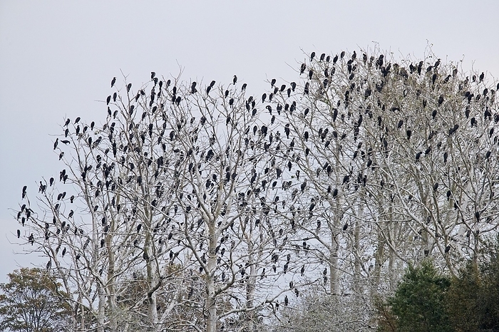 great cormorant  Phalacrocorax carbo  Colony of great cormorants  Phalacrocorax carbo  perched in dead trees in wetland, marshland in autumn, fall, by alimdi   Arterra