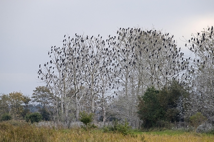 great cormorant  Phalacrocorax carbo  Colony of great cormorants  Phalacrocorax carbo  perched in dead trees in wetland, marshland in autumn, fall, by alimdi   Arterra