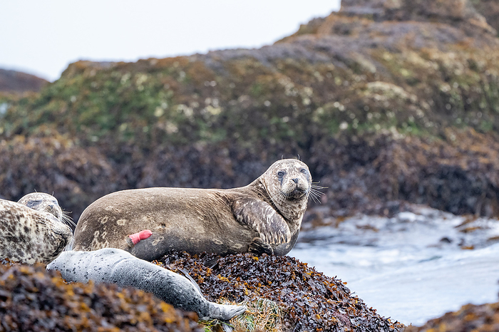 Zenigata seal producing male genitalia A harbor seal resting on a rock with his male genitalia out