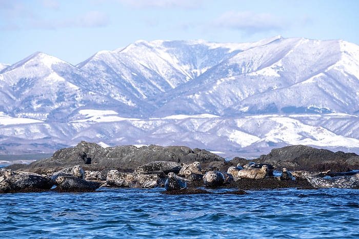 Colony of harbor seals A harbor seal with a snowy mountain in the background