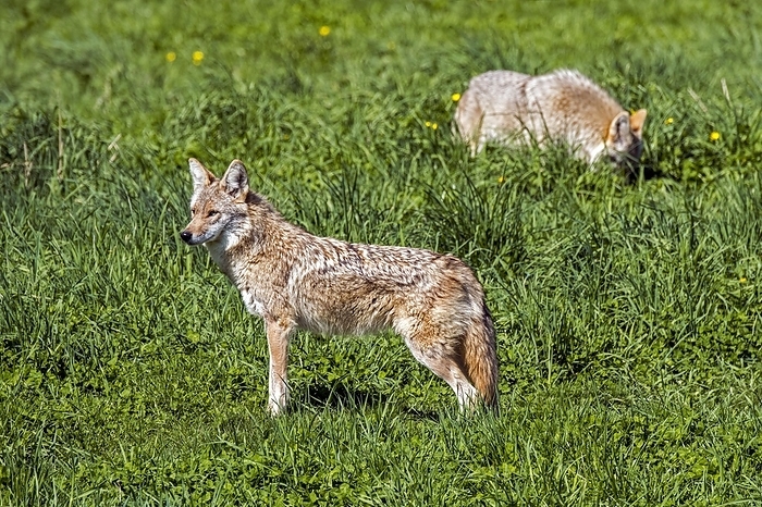 coyote  carnivore, Canis latrans  Two coyotes  Canis latrans  hunting in grassland, canine native to North America, by alimdi   Arterra