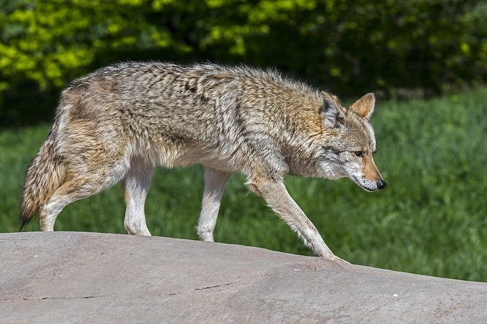 coyote  carnivore, Canis latrans  Coyote  Canis latrans  walking over rock, canine native to North America, by alimdi   Arterra