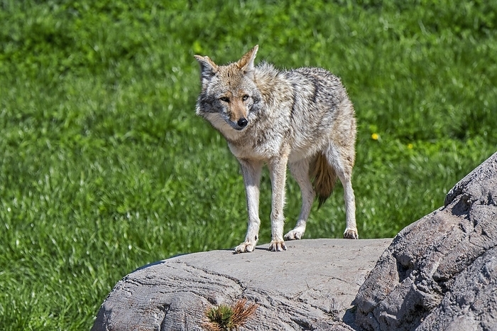 coyote  carnivore, Canis latrans  Coyote  Canis latrans  looking for prey in grassland from rock, canine native to North America, by alimdi   Arterra