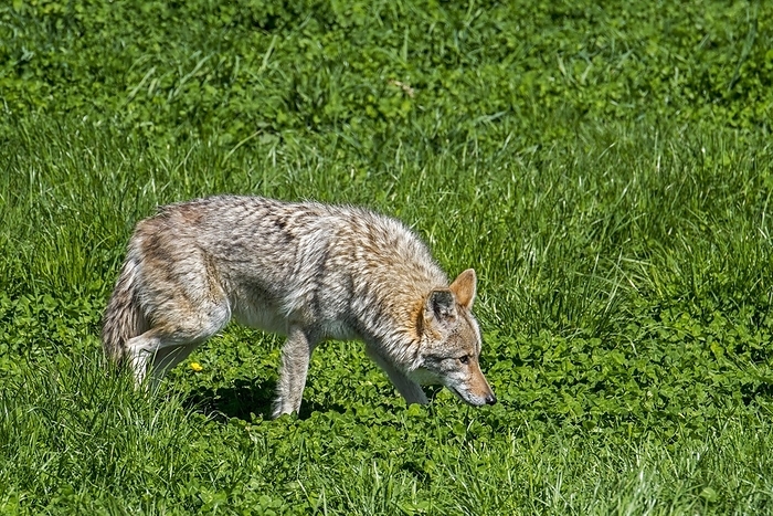 coyote  carnivore, Canis latrans  Coyote  Canis latrans  hunting mice in grassland, canine native to North America, by alimdi   Arterra
