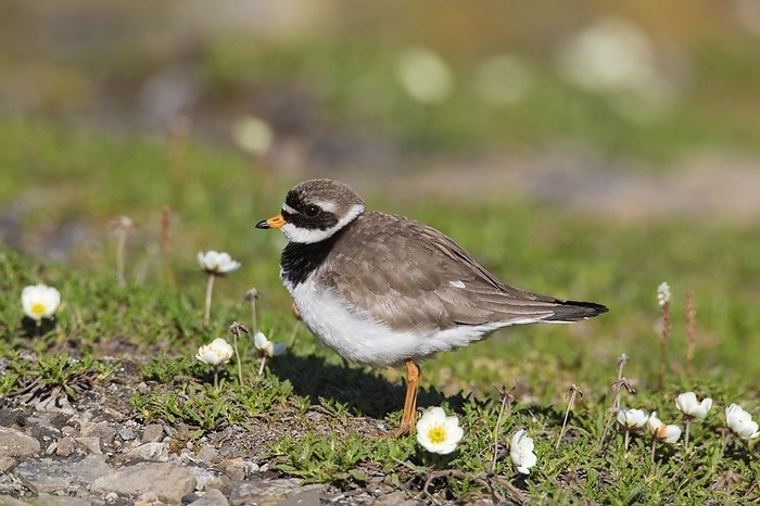 Common ringed plover (Charadrius hiaticula) in breeding plumage foraging on the tundra in summer, Svalbard, Spitsbergen, Norway, Europe, by alimdi / Arterra