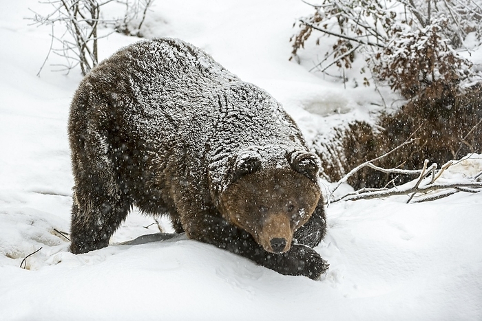 brown bear  Ursus arctos  Brown bear  Ursus arctos  leaving den during snow shower in spring after wintering in hole in the ground, by alimdi   Arterra