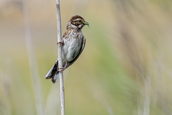 Common reed bunting (Emberiza schoeniclus) female perched in reed bed, reedbed with caterpillar prey in beak as food for young in late spring, by alimdi / Arterra