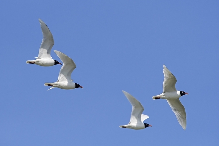 Four adult Mediterranean gulls (Larus melanocephalus) in flight in breeding plumage against blue sky in spring, by alimdi / Arterra