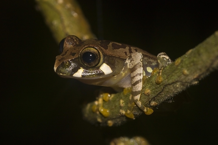 Madagascar frog (Boophis ssp.) on liana, rainforest of Montagne d'Ambre National Park, northern Madagascar, Madagascar, Africa, by Dr. Alexandra Laube