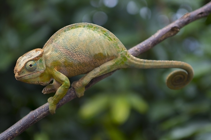 Two-striped chameleon (Furcifer balteatus), female, On branch in Ranomafana rainforest, southern highlands, central Madagascar, Madagascar, Africa, by Dr. Alexandra Laube