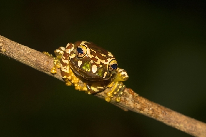 Juvenile Madagascar frog (Boophis roseipalmatus), frontal, sitting on a branch, in the rainforest of Montagne d'Ambre National Park, North Madagascar, Madagascar, Africa, by Dr. Alexandra Laube