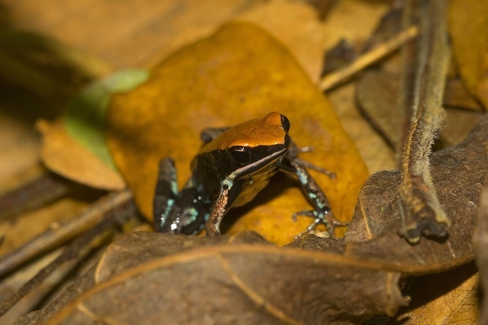 Variegated frog (Mantella ebenaui) in the rainforest of Ankify, northwest coast, Madagascar, Africa, by Dr. Alexandra Laube
