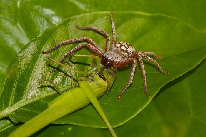 Spider eating grasshopper, Ranomafana rainforest, Southern Highlands, Central Madagascar, Madagascar, Africa, by Dr. Alexandra Laube