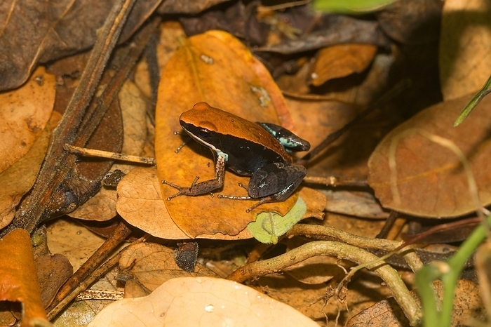 Ebenau's frog (Mantella ebenaui) in the rainforest of Ankify, northwest coast, Madagascar, Africa, by Dr. Alexandra Laube