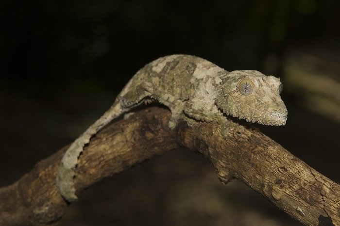 Mossy leaf-tailed gecko (Uroplatus sikorae) on branch, in Andasibe rainforest, Eastern Madagascar, Madagascar, Africa, by Dr. Alexandra Laube