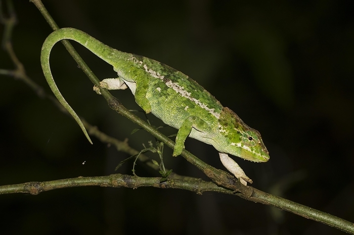 Chameleon (Calumma amber) on branch, female, in the rainforest of Montagne d'Ambre, North Madagascar, Madagascar, Africa, by Dr. Alexandra Laube