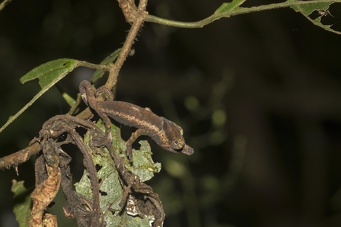 Chameleon (Calumma linotum) on branch, juvenile camouflaged between leaves, in the rainforest of the Montagne d'Ambre, North Madagascar, Madagascar, Africa, by Dr. Alexandra Laube