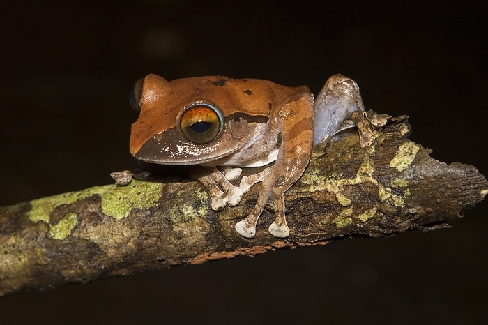 Madagascar frog (Boophis entingae) on branch, Montagne d'Ambre rainforest, northern Madagascar, Madagascar, Africa, by Dr. Alexandra Laube