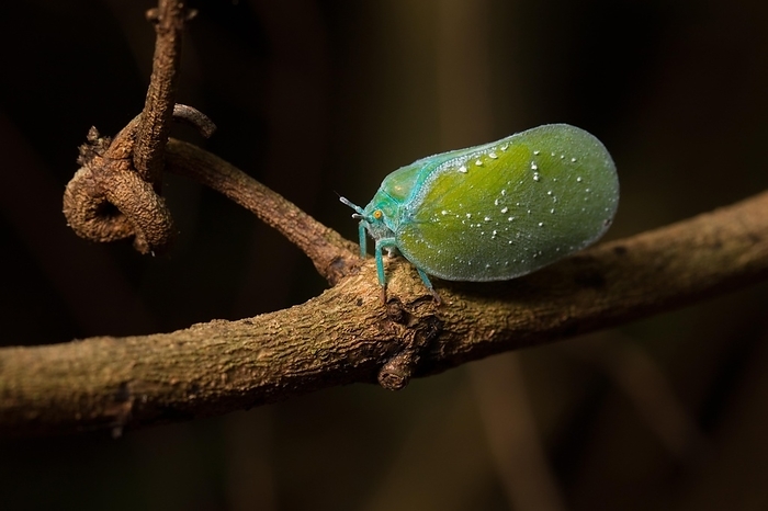 Colourful butterfly cicada (Flatidae ssp.) on branch in dry forest of Ankarafantsika, West Madagascar, Madagascar, East Africa, Africa, by Dr. Alexandra Laube