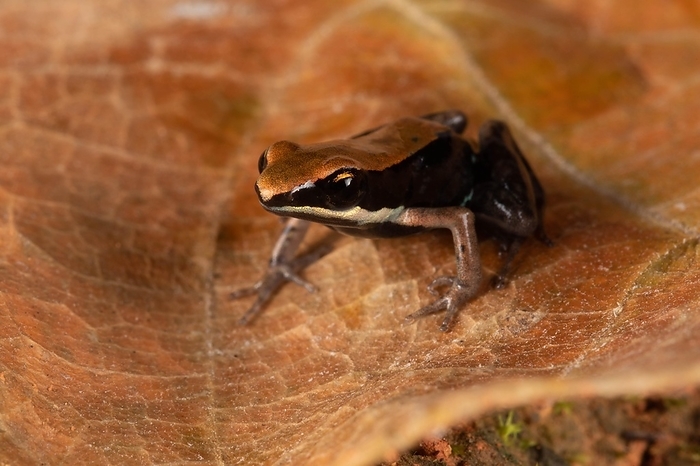 Variegated frog (Mantella ebenaui) on leaf or foliage in the rainforest of Ankify, north-west coast, north-west Madagascar, Madagascar, Africa, by Dr. Alexandra Laube