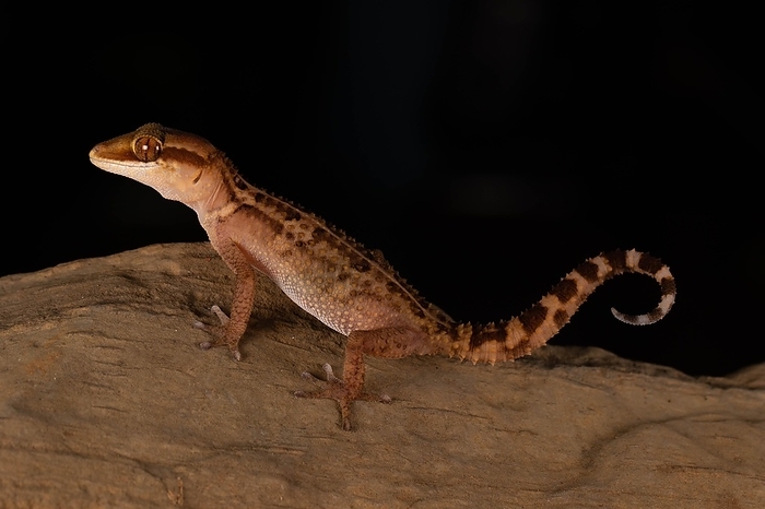 Stumpff's ground gecko (Paroedura stumpffi), on rock in Ankify, North Madagascar, Madagascar, East Africa, Africa, by Dr. Alexandra Laube