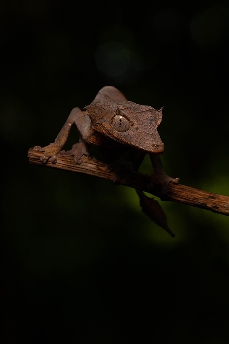 Arrow-tailed gecko (Uroplatus ebenaui), female, camouflaged on branch on Nosy Komba Island, Northwest Madagascar, Madagascar, East Africa, Africa, by Dr. Alexandra Laube