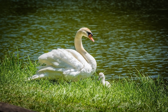Swan (olor), Franzensburg, Laxenburg Palace Park in Lower Austria, by Ulrich Kallinger