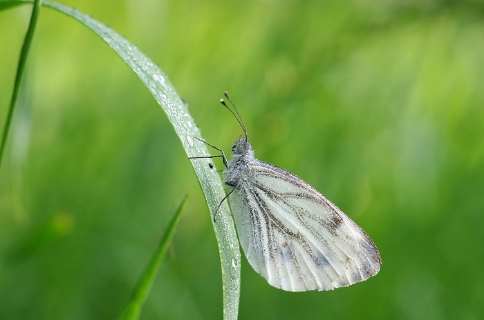 Pieris melete  species of cabbage white butterfly  Green veined white  Pieris napi , butterfly, water drops, dew, meadow, close up of rape white butterfly on a blade of grass, the animal is covered with dew drops, by Anja Uhlemeyer Wrona