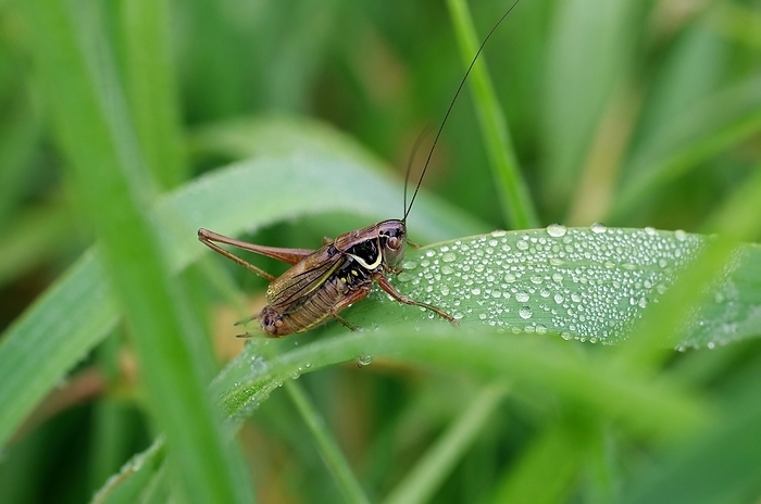 Roesels bush-cricket (Roeseliana roeselii), grasshopper, antennae, meadow, close-up of a grasshopper in a meadow sitting on a leaf, by Anja Uhlemeyer-Wrona
