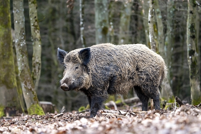wild boar Wild boar  Sus scrofa , boar, Volcanic Eifel, Rhineland Palatinate, Germany, Europe, by Winfried Sch fer