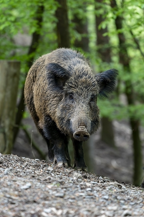 wild boar Wild boar  Sus scrofa , sow, Volcanic Eifel, Rhineland Palatinate, Germany, Europe, by Winfried Sch fer