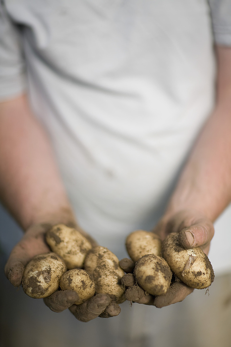 Close up of farmer's hands holding new potatoes, by Ableimages