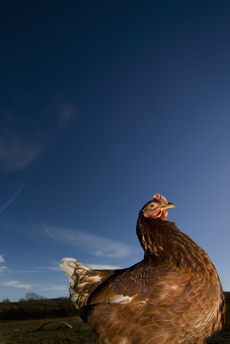 Chicken roaming outside, by Ableimages