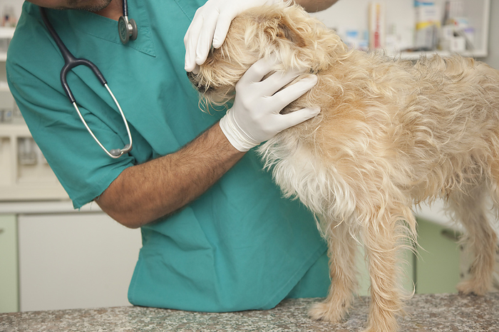 Close up of vet  inspecting dog, by Ableimages
