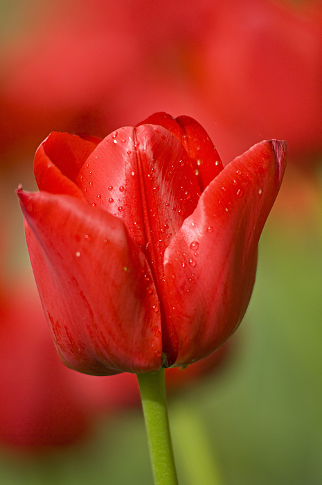 Close-up of Tulip at the Real Jardin Botanico de Madrid, Madrid, Spain, by Alberto Biscaro / Design Pics