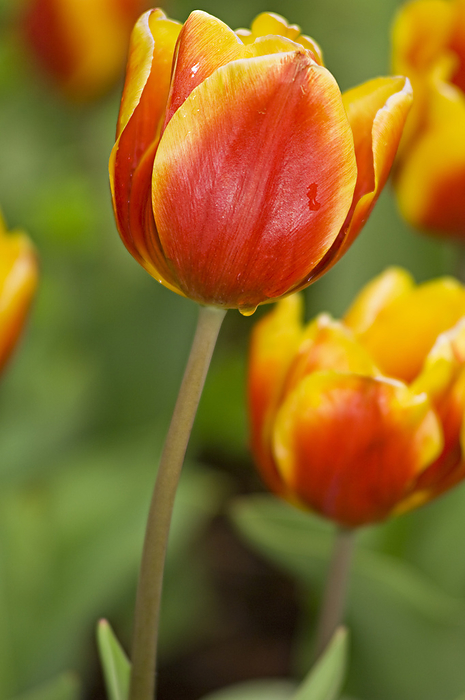 Close-up of Tulips at the Real Jardin Botanico de Madrid, Madrid, Spain, by Alberto Biscaro / Design Pics
