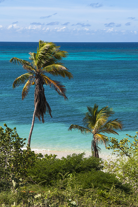 Lesser Antilles Palm Trees by Ocean, Rodgers Beach, Aruba, Lesser Antilles, Caribbean, by Alberto Biscaro   Design Pics