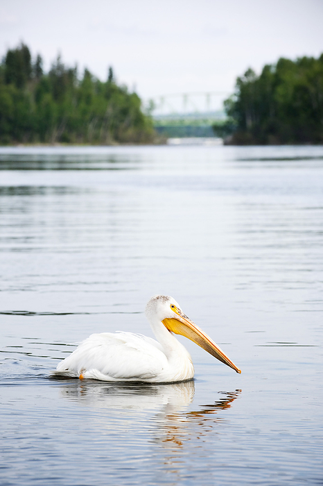 Canada White Pelican, Otter Lake, Missinipe, Saskatchewan, Canada, by Christopher Hendrickson   Design Pics