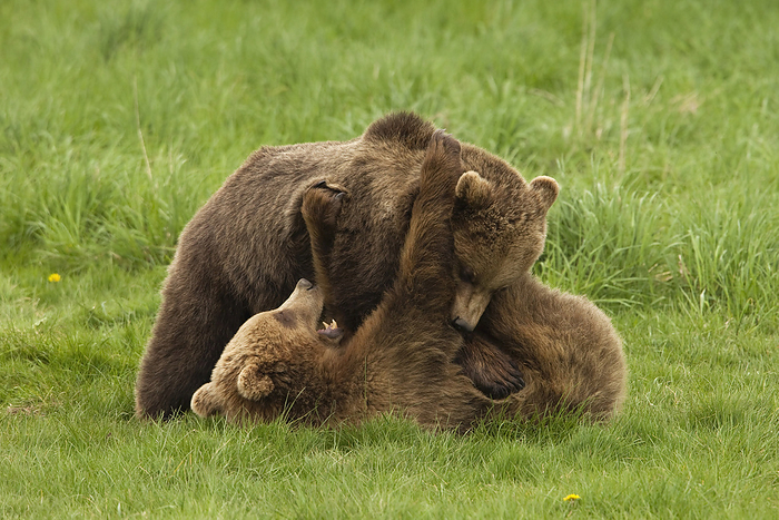 Brown Bears, by Christina Krutz / Design Pics