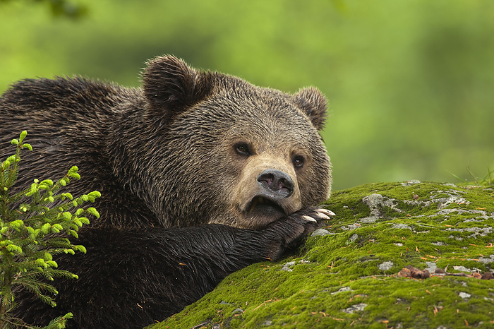 Male Brown Bear Resting on Rock, Bavarian Forest National Park, Bavaria, Germany, by Christina Krutz / Design Pics