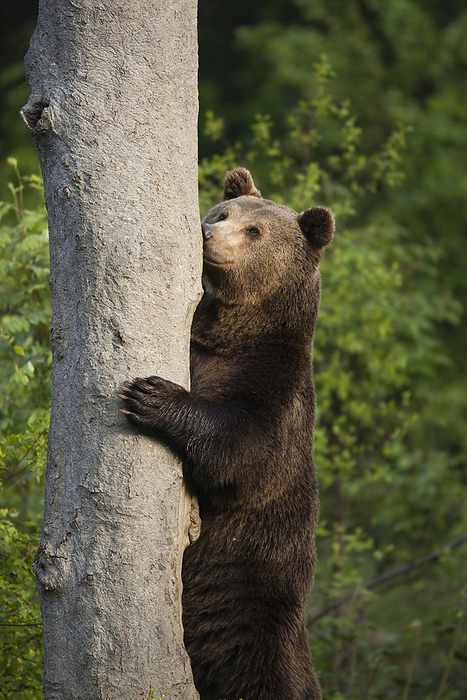 Brown Bear Standing by Tree Trunk, Bavarian Forest National Park, Bavaria, Germany, by Christina Krutz / Design Pics
